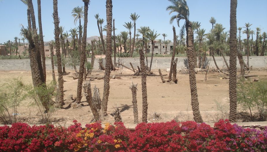 Le Comptoir Immobilier Agence Immobiliere Marrakech Location Palmeraie Duplex Palmeraie Jardin 1