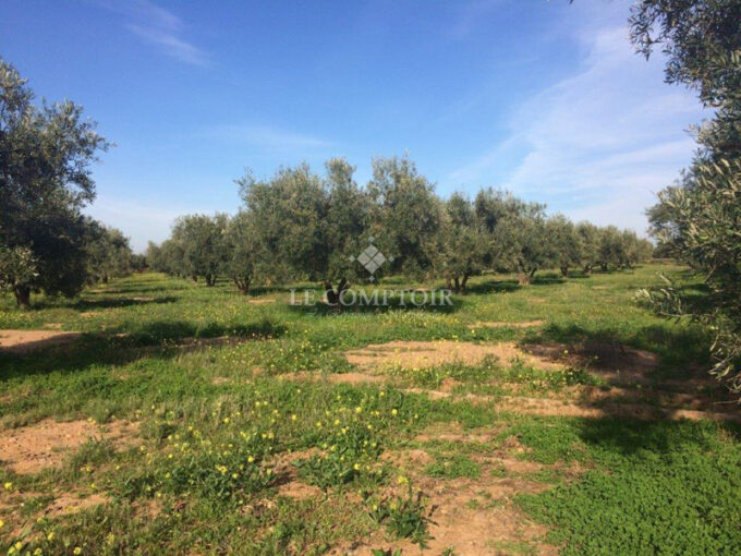 Le Comptoir Immobilier Agence Immobiliere Marrakech Terrain Campagne Marrakech Ferme Oliviers Plantation Culture Vente Parcelle
